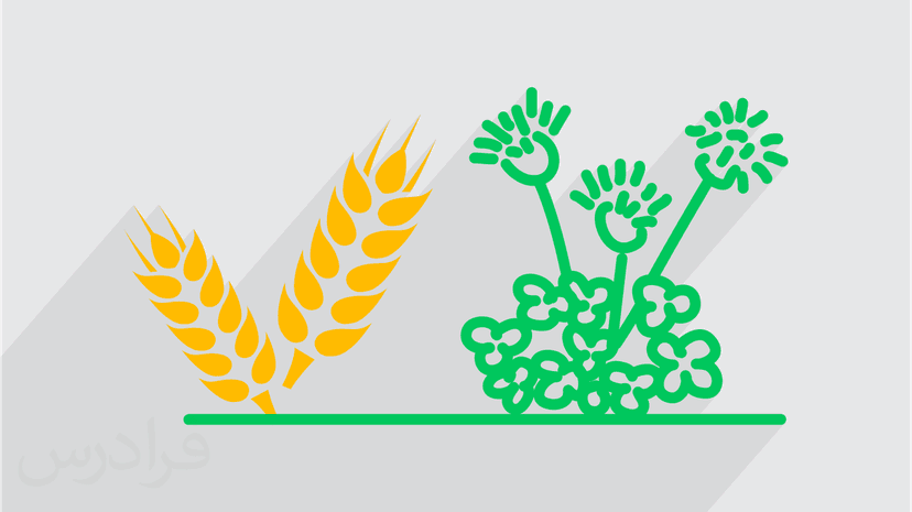 آموزش تثبیت CO2 توسط جوامع گیاهی در فیزیولوژی گیاهان زراعی (رایگان)