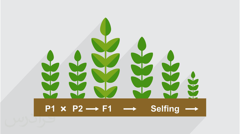 آموزش اصلاح نباتات – جامع و با مفاهیم کلیدی