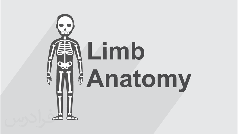 آموزش آناتومی اندام - پیش ثبت نام