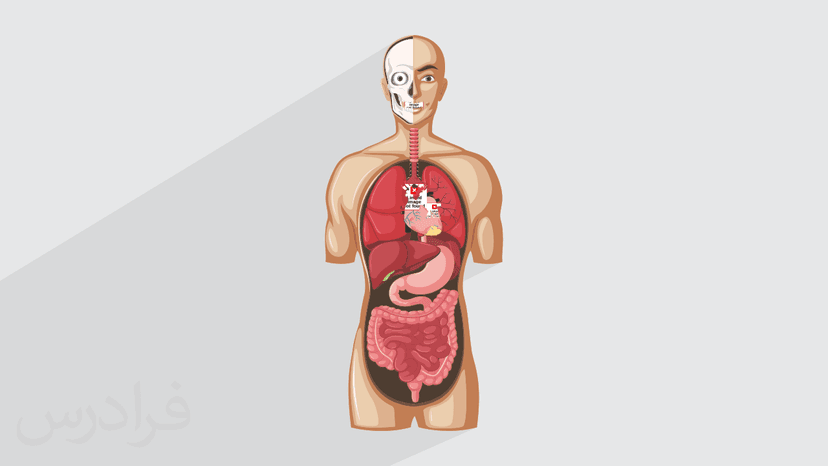 آموزش فیزیولوژی انسان پیشرفته – ویژه فعالیت ورزشی