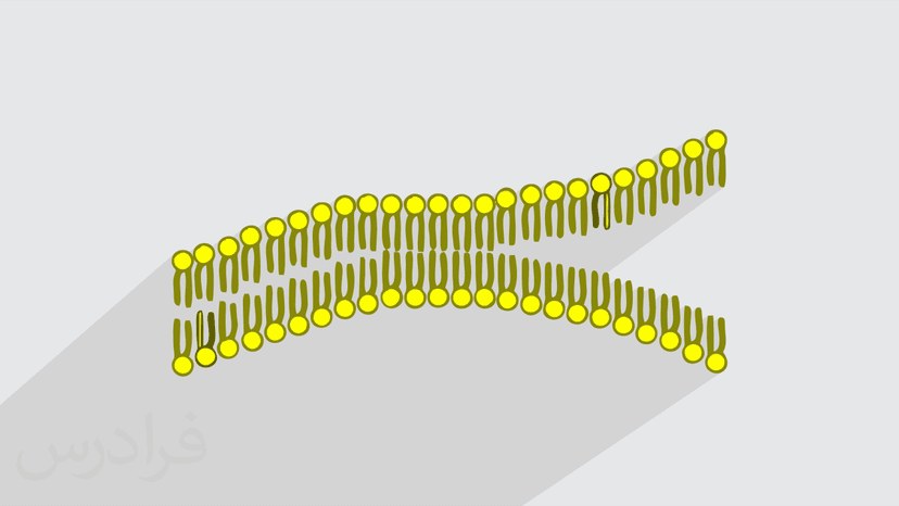 آموزش بیوشیمی غشا – جامع و با مفاهیم کلیدی