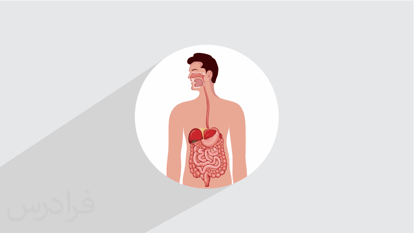 آموزش فیزیولوژی دستگاه گوارش – جامع و با نکات مهم