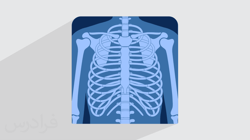 آموزش قفسه سینه در آناتومی تنه (رایگان)