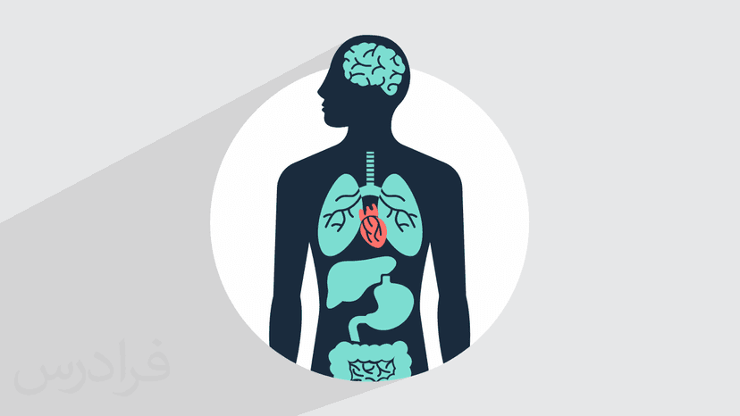 آموزش مقدماتی آناتومی مقطعی + مفاهیم کلیدی