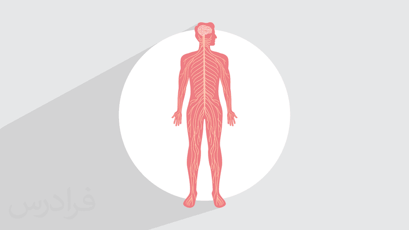​آموزش​ ​آشنایی با کلیات آناتومی سیستم عصبی و تقسیم بندی های آن – پیش ثبت نام
