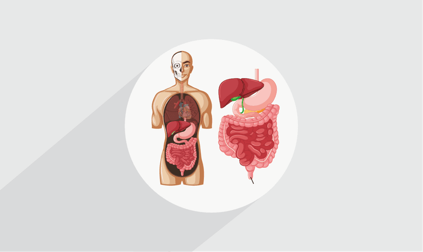 آموزش علوم تشریح دستگاه گوارش – پیش ثبت نام