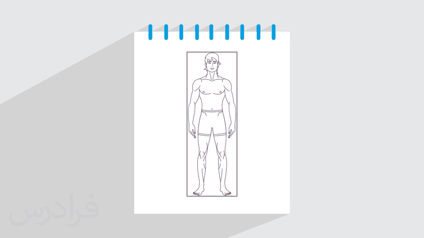 آموزش طراحی آناتومی و فیگور بدن انسان (رایگان)