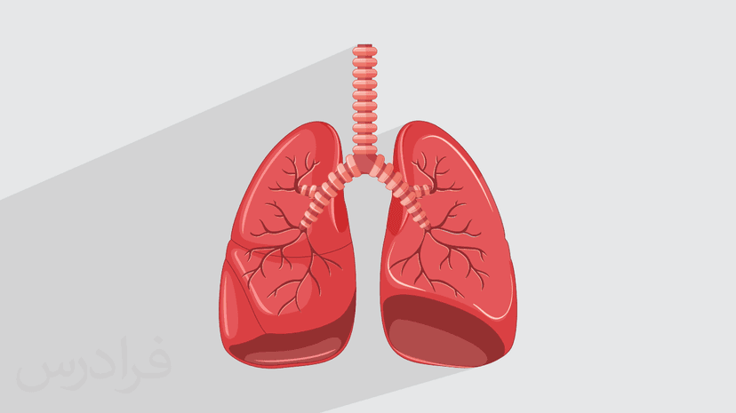 آموزش آناتومی دستگاه تنفس – ساختار و عملکرد – پیش ثبت نام