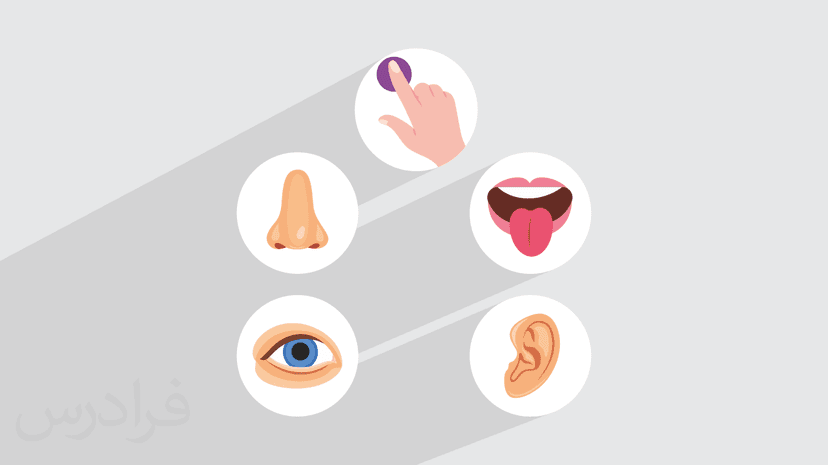 آموزش حواس پنجگانه به انگلیسی – به زبان ساده و رایگان