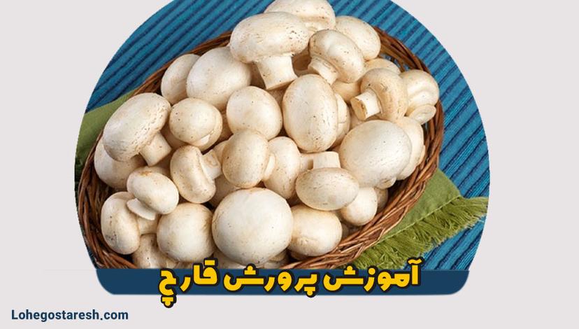 آموزش پرورش قارچ